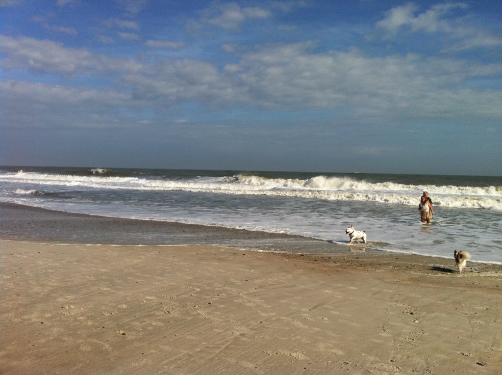 Daisy swimming with CRAZY people!