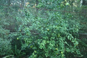 Limon tree